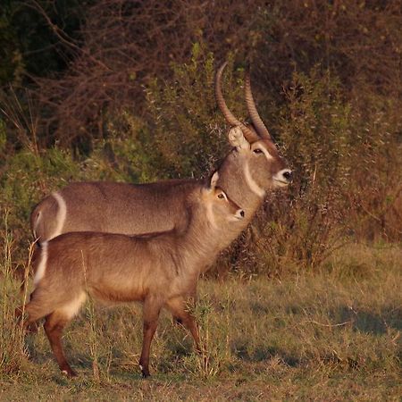 Mziki Safari Lodge Beestekraal  Ngoại thất bức ảnh