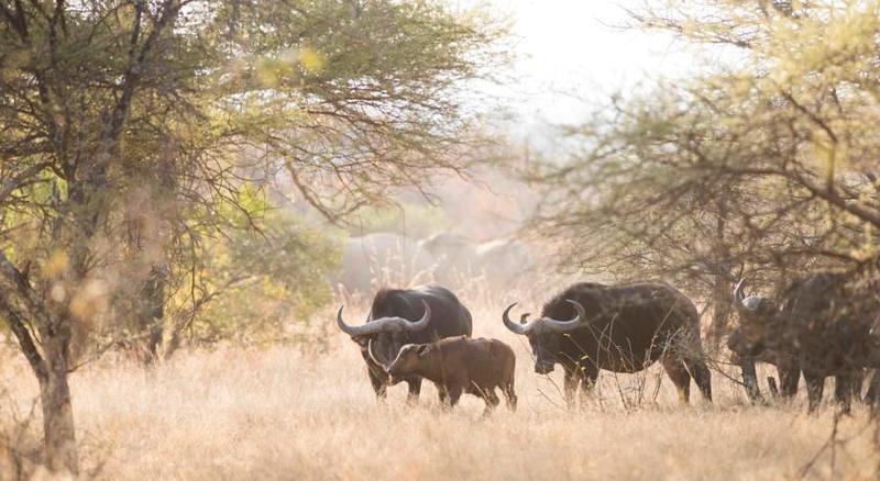 Mziki Safari Lodge Beestekraal  Ngoại thất bức ảnh