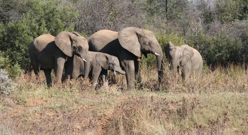 Mziki Safari Lodge Beestekraal  Ngoại thất bức ảnh
