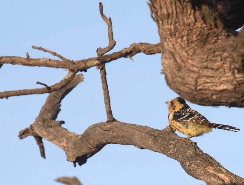Mziki Safari Lodge Beestekraal  Ngoại thất bức ảnh
