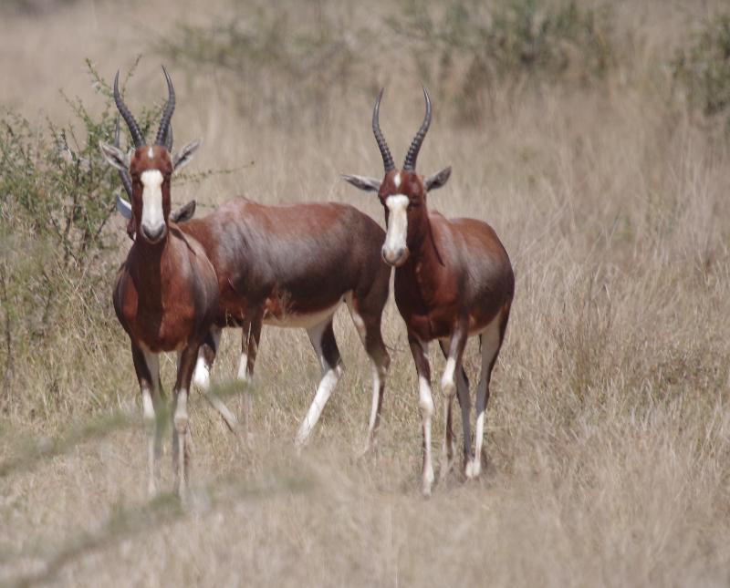 Mziki Safari Lodge Beestekraal  Ngoại thất bức ảnh