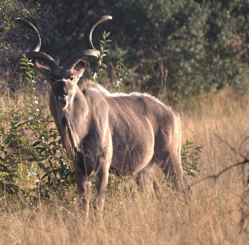 Mziki Safari Lodge Beestekraal  Ngoại thất bức ảnh