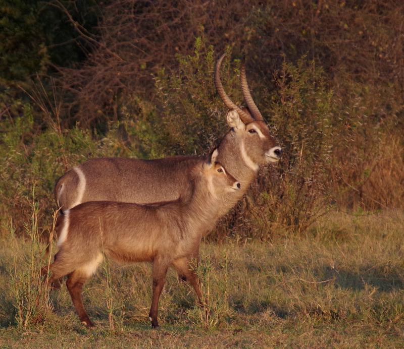 Mziki Safari Lodge Beestekraal  Ngoại thất bức ảnh