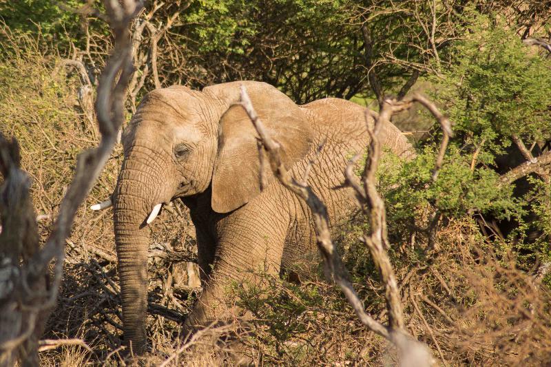 Mziki Safari Lodge Beestekraal  Ngoại thất bức ảnh