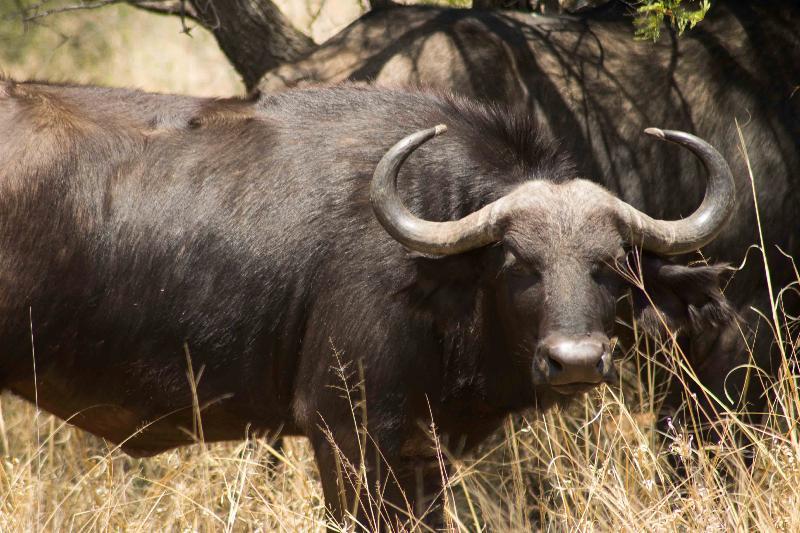 Mziki Safari Lodge Beestekraal  Ngoại thất bức ảnh