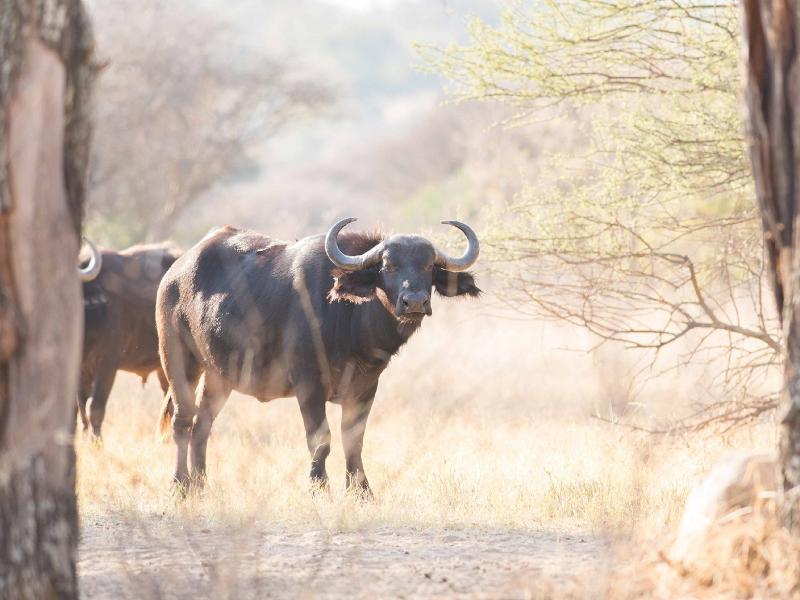 Mziki Safari Lodge Beestekraal  Ngoại thất bức ảnh